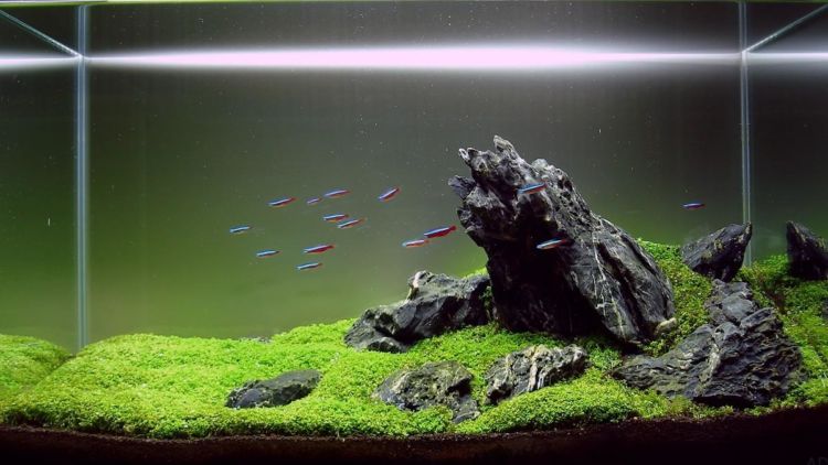 Detail Aquascape Padang Rumput Nomer 15