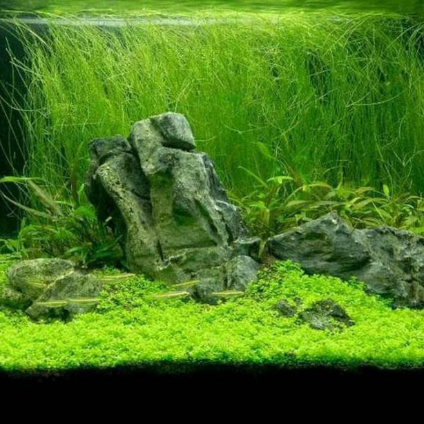 Detail Aquascape Padang Rumput Nomer 17