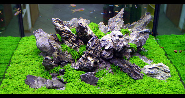 Detail Aquascape Padang Rumput Nomer 20