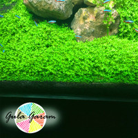 Detail Aquascape Padang Rumput Nomer 30