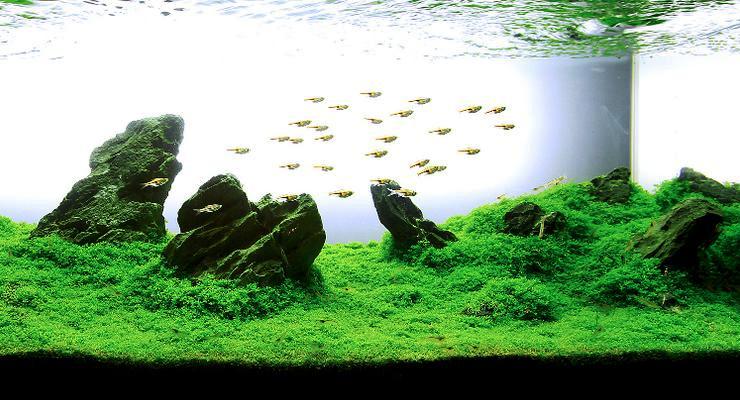 Detail Aquascape Padang Rumput Nomer 46