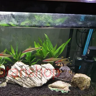 Detail Aquascape Pasir Nomer 47