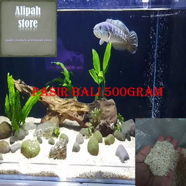 Detail Aquascape Pasir Bali Nomer 29