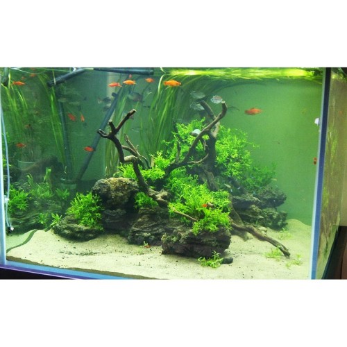 Detail Aquascape Pasir Bali Nomer 5