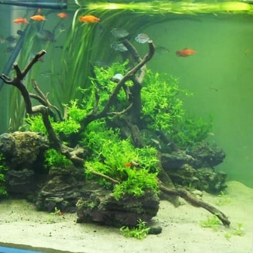 Detail Aquascape Pasir Bali Nomer 8