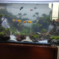 Detail Aquascape Pasir Hitam Nomer 17