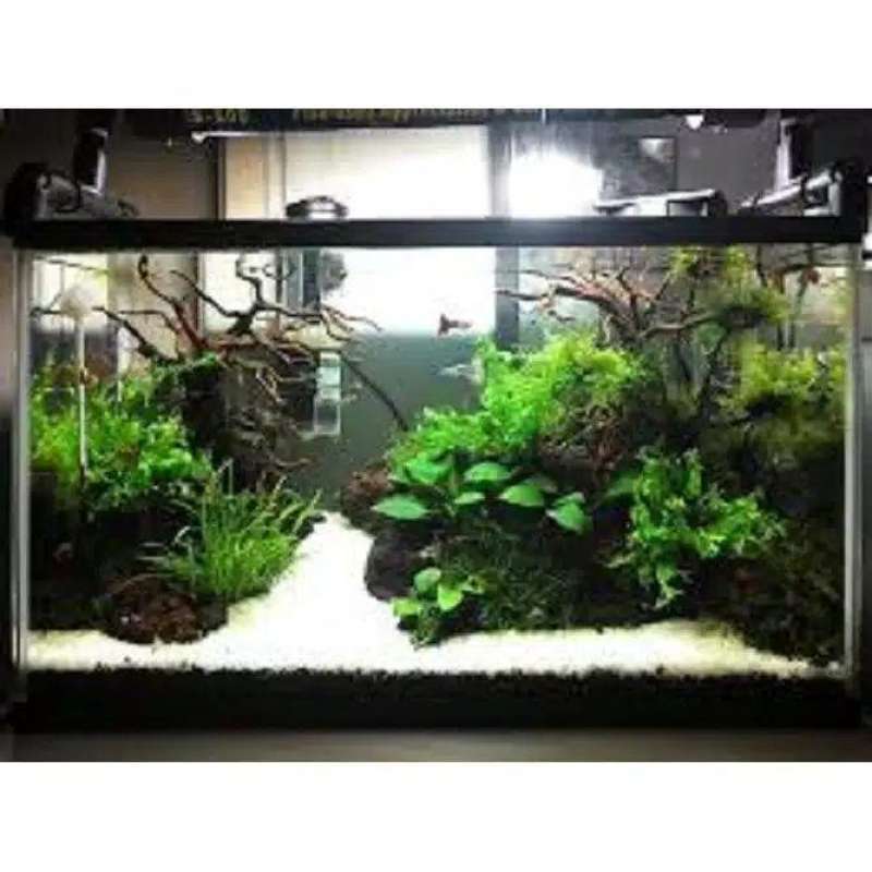 Detail Aquascape Pasir Hitam Nomer 9