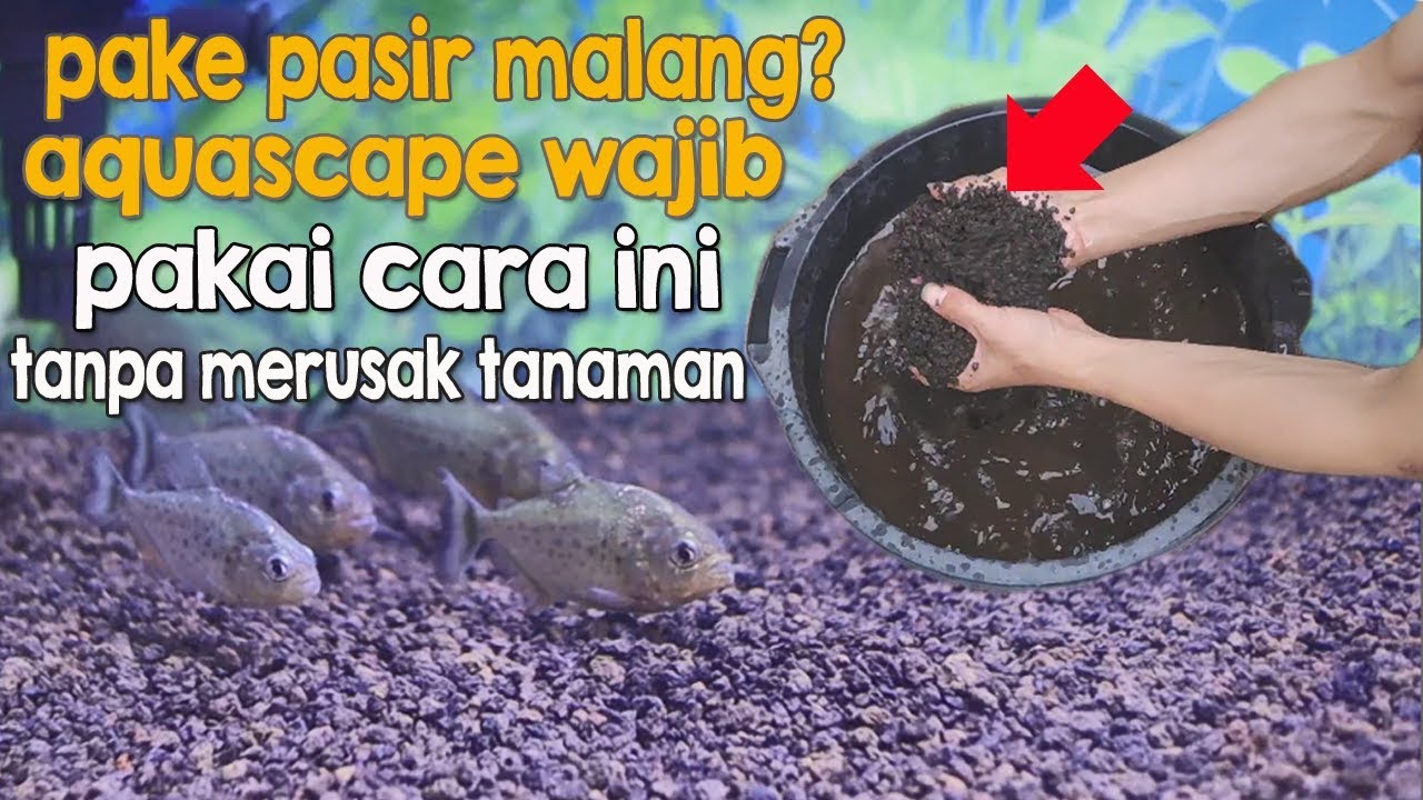 Download Aquascape Pasir Malang Nomer 17