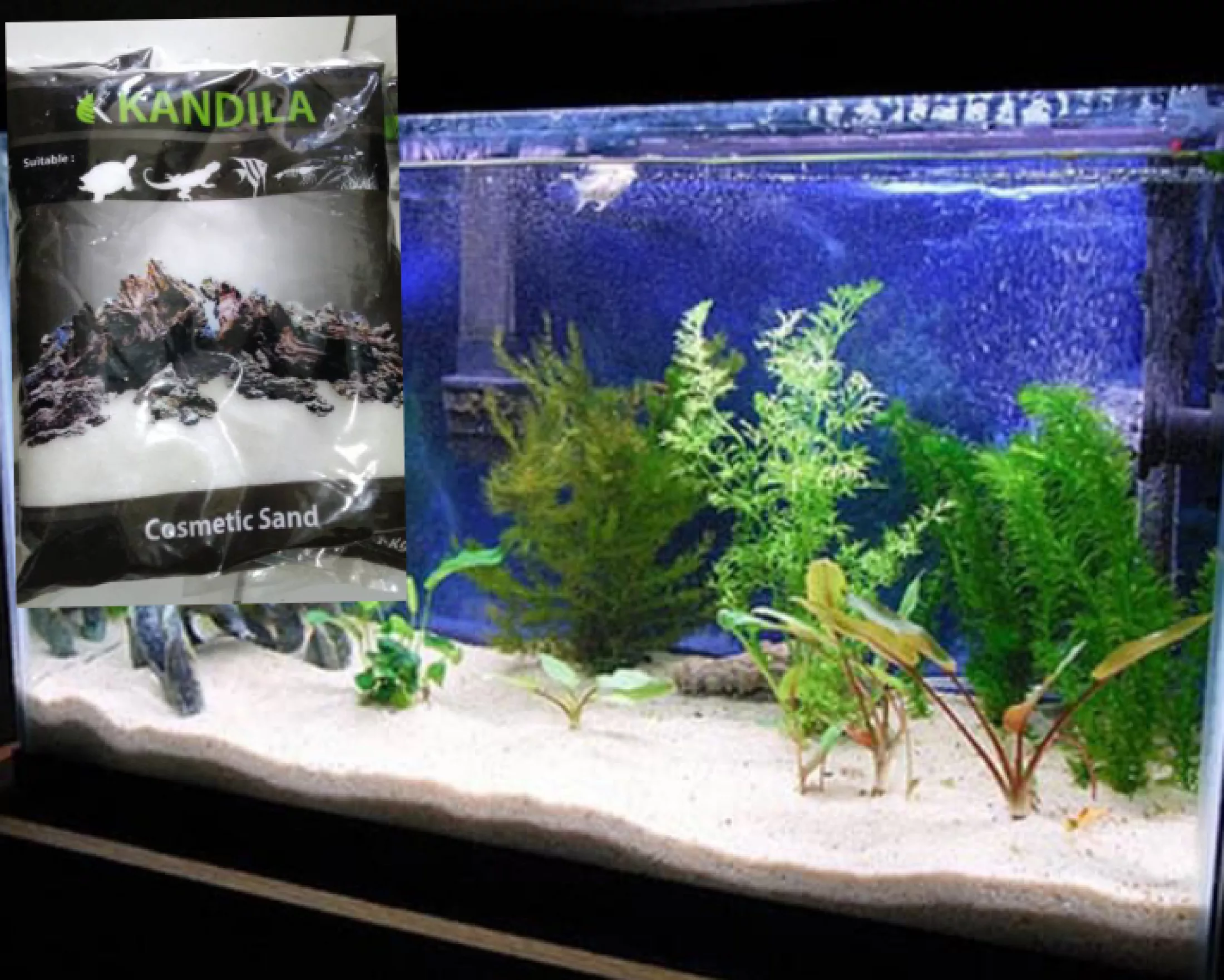 Aquascape Pasir Putih - KibrisPDR