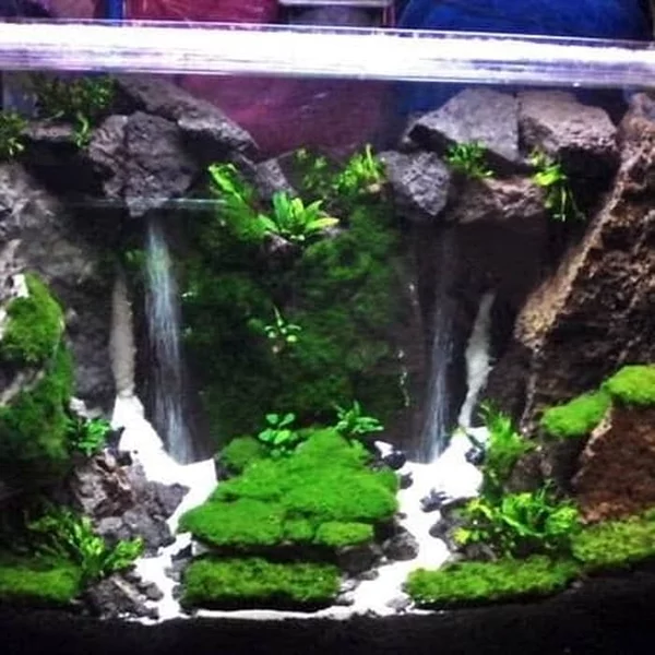 Detail Aquascape Pasir Putih Nomer 45