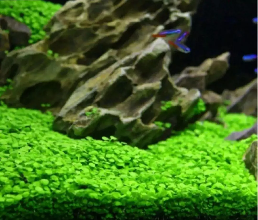 Detail Aquascape Rumput Nomer 52