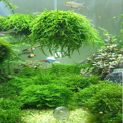 Detail Aquascape Styrofoam Nomer 41