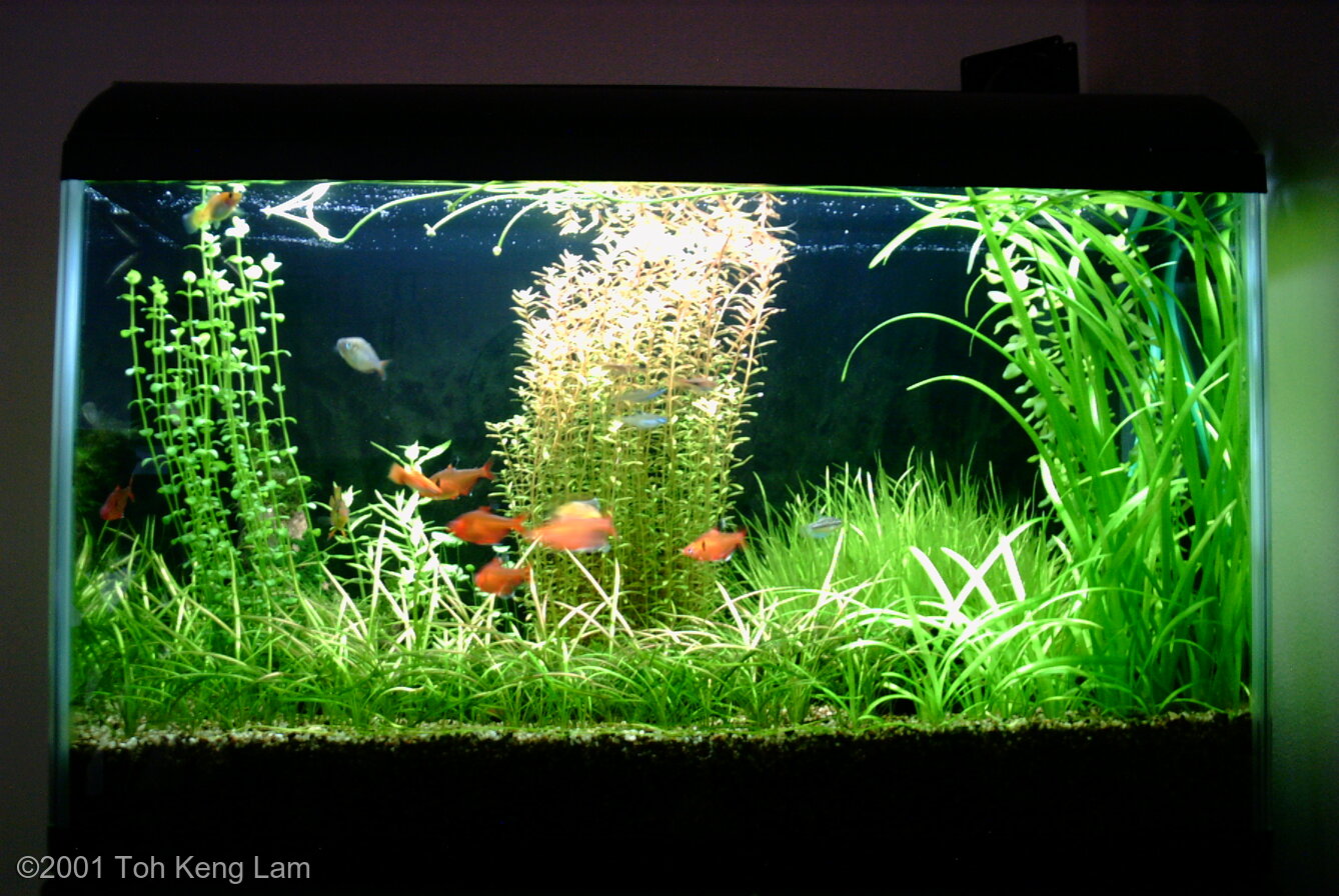 Detail Aquascape Styrofoam Nomer 53