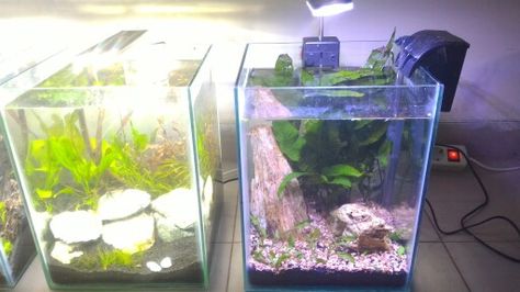 Detail Aquascape Tank Bulat Nomer 54