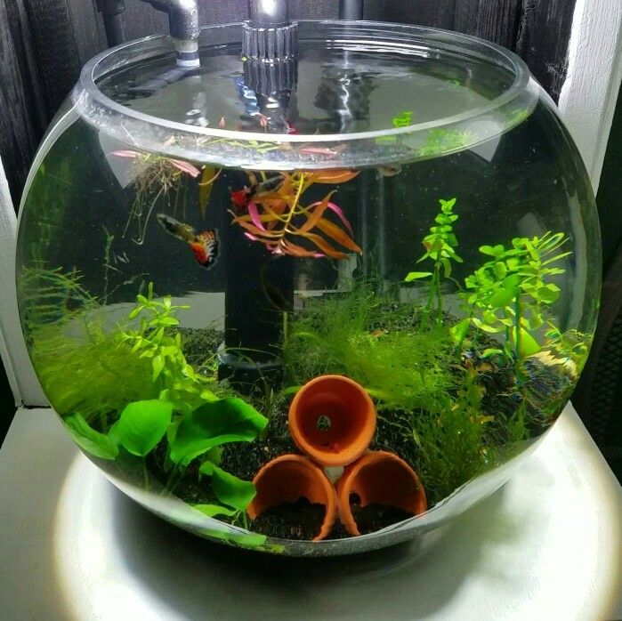 Detail Aquascape Tank Bulat Nomer 55