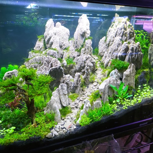 Detail Aquascape Tema Batu Pasir Nomer 14