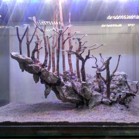 Detail Aquascape Tema Batu Pasir Nomer 50