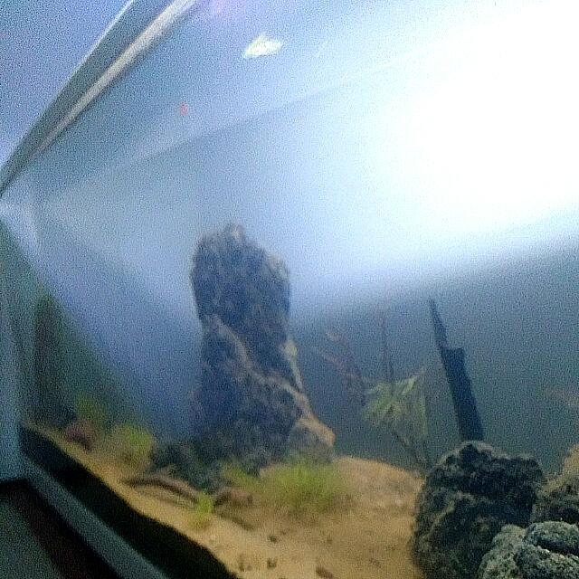 Detail Aquascape Tema Gurun Pasir Nomer 14