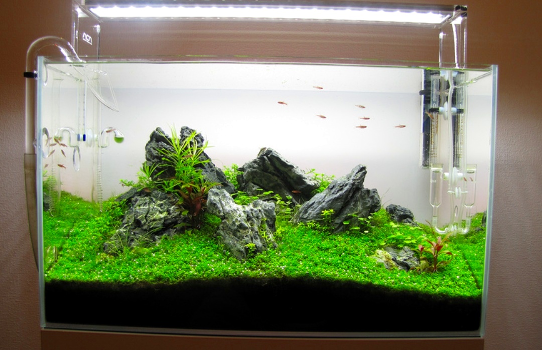 Detail Aquascape Tema Gurun Pasir Nomer 20