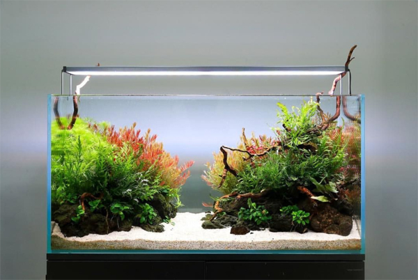 Detail Aquascape Tema Gurun Pasir Nomer 32