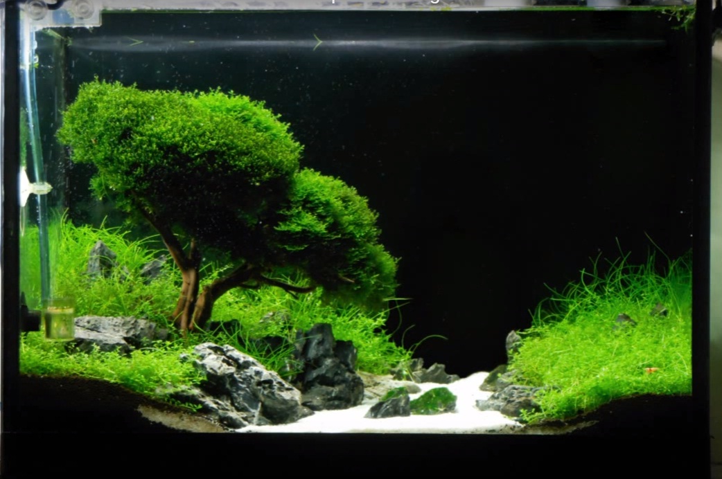 Detail Aquascape Tema Gurun Pasir Nomer 33