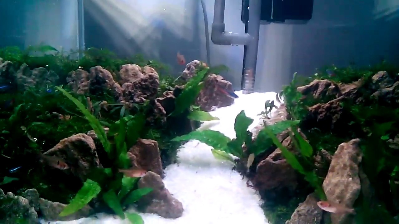 Detail Aquascape Tema Gurun Pasir Nomer 37