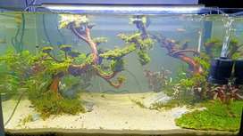 Detail Aquascape Tema Gurun Pasir Nomer 50