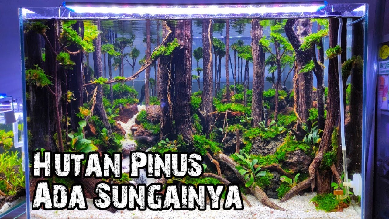 Detail Aquascape Tema Hutan Pinus Nomer 18