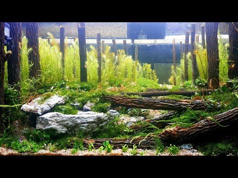 Detail Aquascape Tema Hutan Pinus Nomer 3