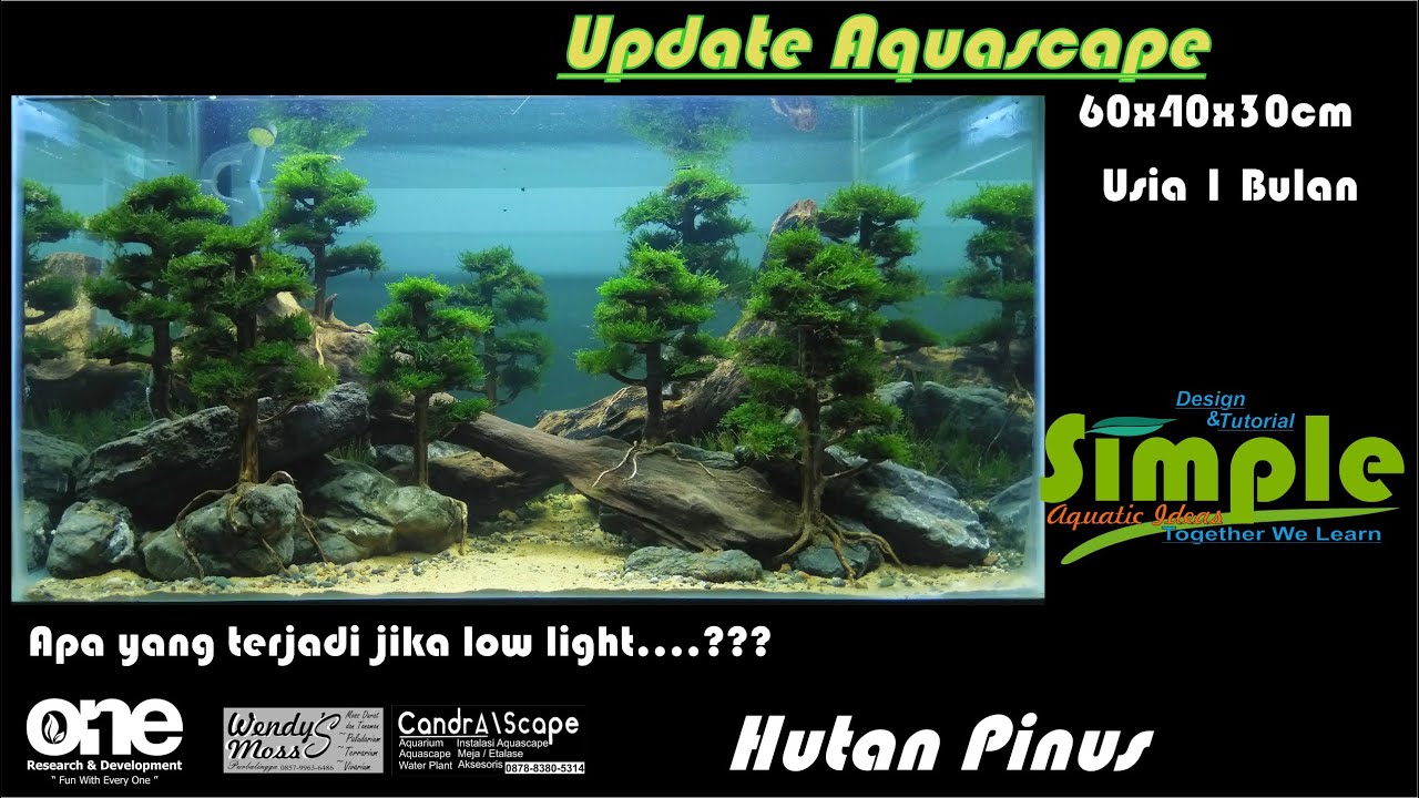 Detail Aquascape Tema Hutan Pinus Nomer 33