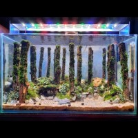 Detail Aquascape Tema Hutan Pinus Nomer 37