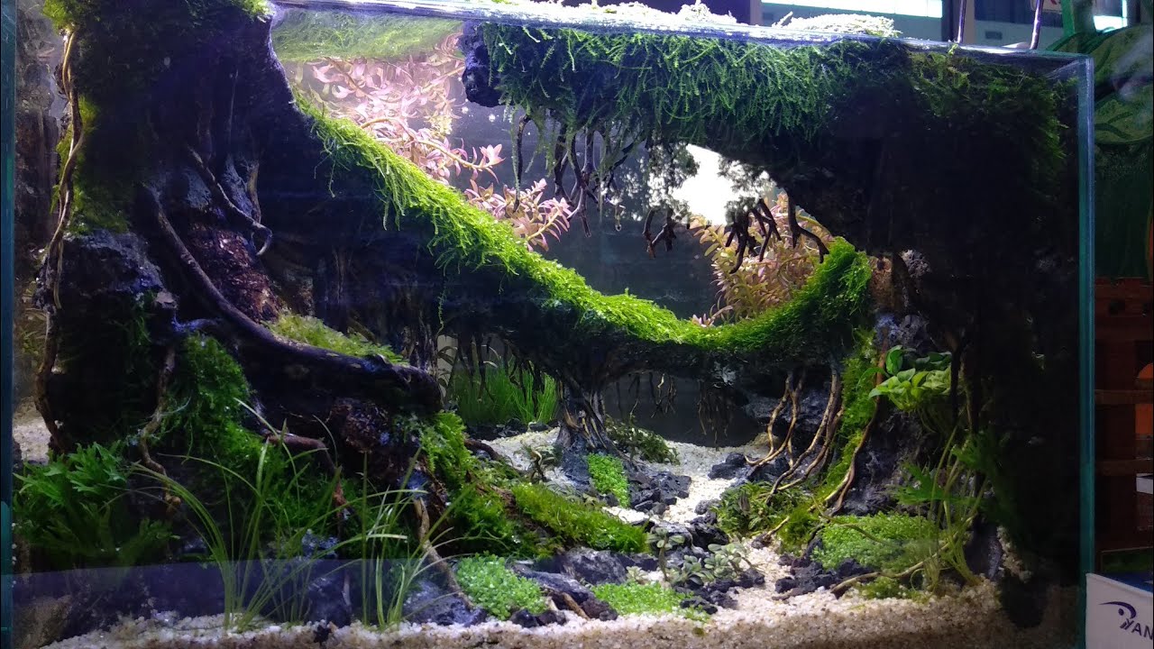 Detail Aquascape Tema Hutan Pinus Nomer 43