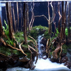 Detail Aquascape Tema Hutan Pinus Nomer 45