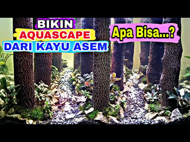 Detail Aquascape Tema Hutan Pinus Nomer 47