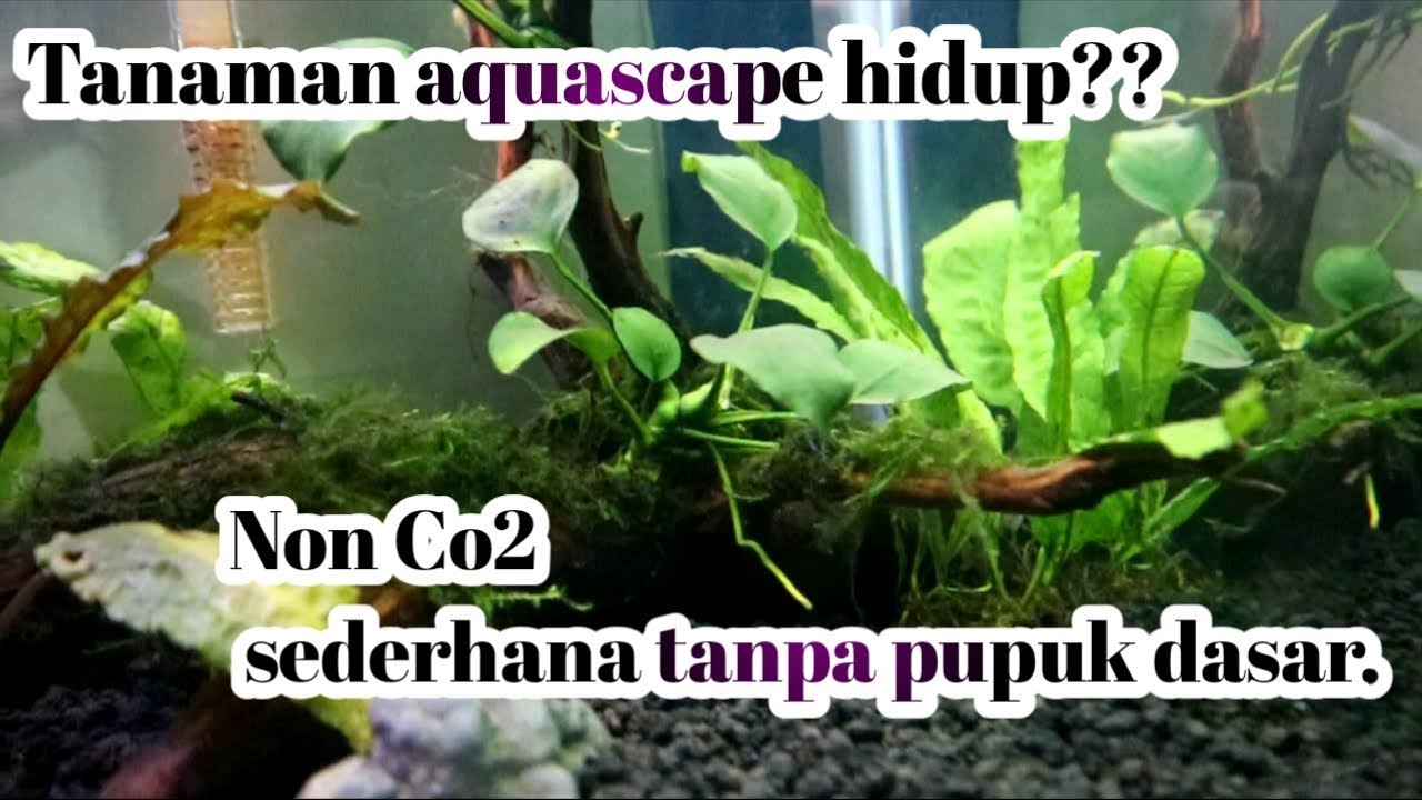 Detail Aquascape Tema Hutan Pinus Nomer 54