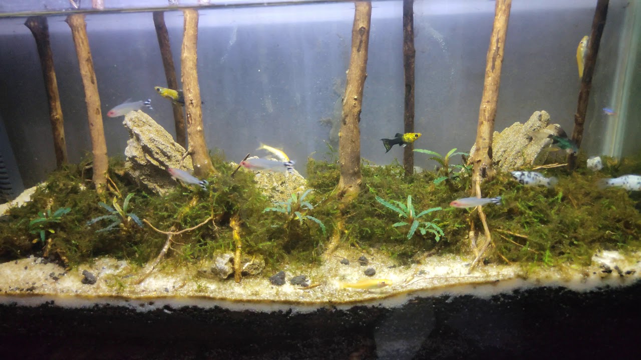 Detail Aquascape Tema Hutan Pinus Nomer 56