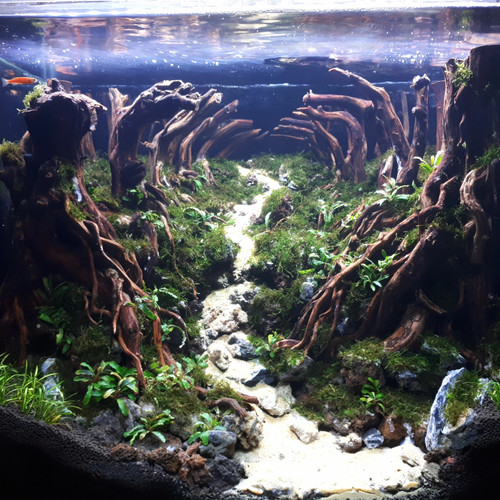 Detail Aquascape Tema Jungle Style Nomer 18