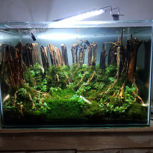 Detail Aquascape Tema Jungle Style Nomer 22