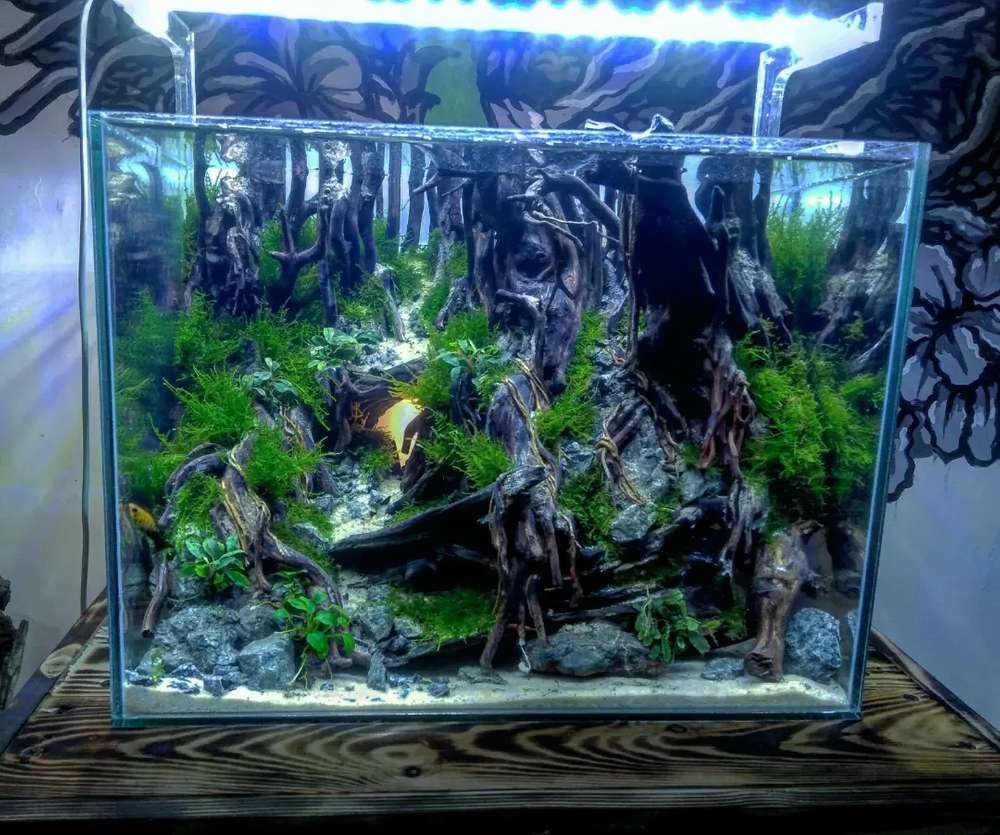 Detail Aquascape Tema Jungle Style Nomer 29