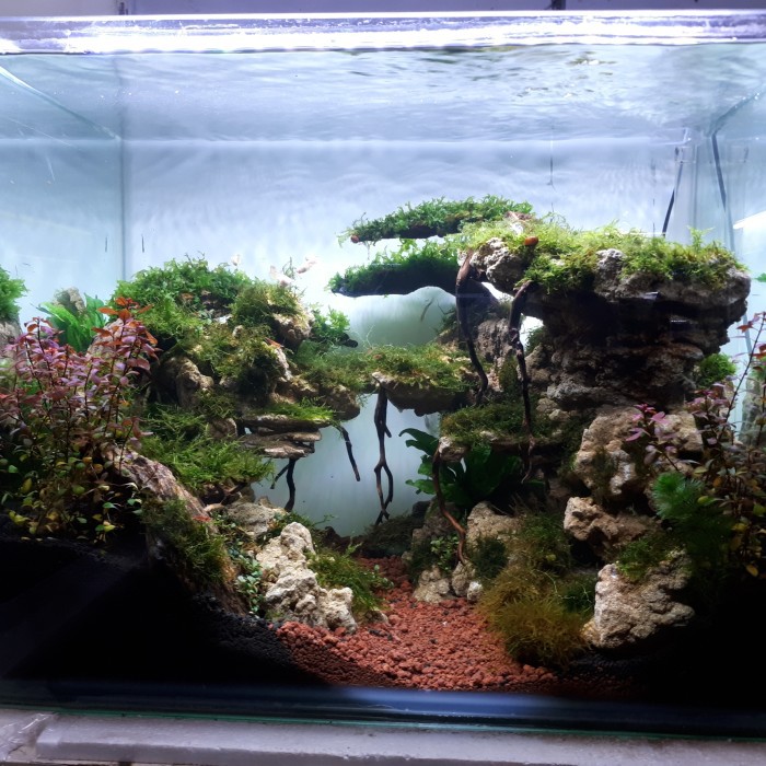 Detail Aquascape Tema Jungle Style Nomer 37