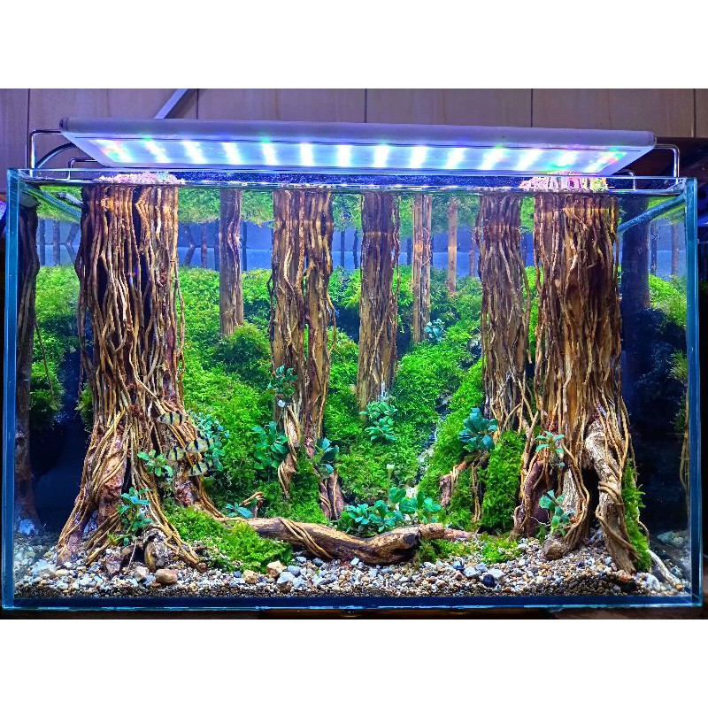 Detail Aquascape Tema Jungle Style Nomer 55