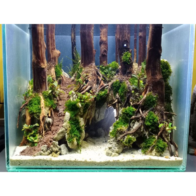 Detail Aquascape Tema Jungle Style Nomer 10