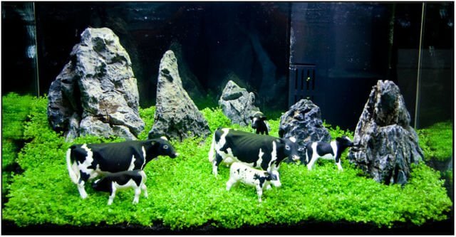 Detail Aquascape Tema Padang Rumput Nomer 12