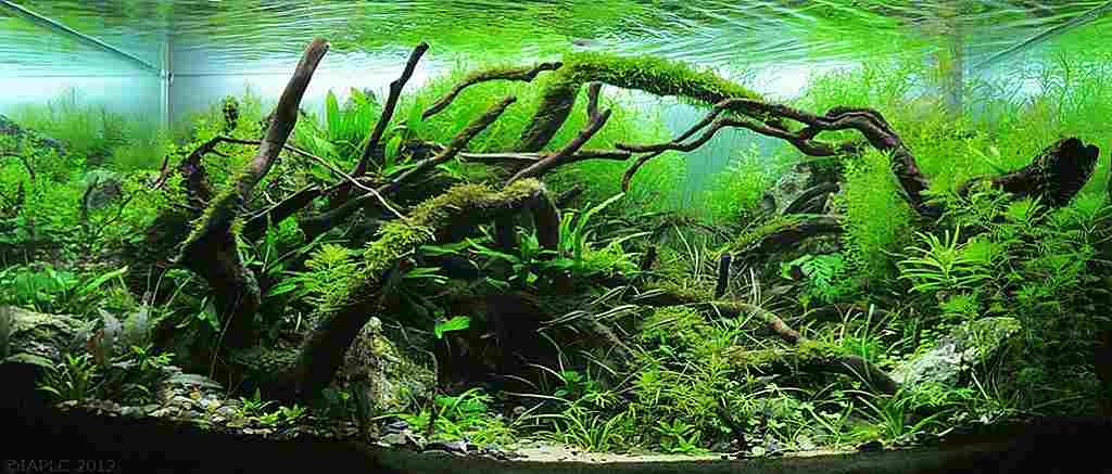 Detail Aquascape Tema Padang Rumput Nomer 30