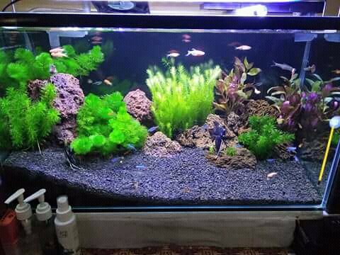 Detail Aquascape Tema Padang Rumput Nomer 34