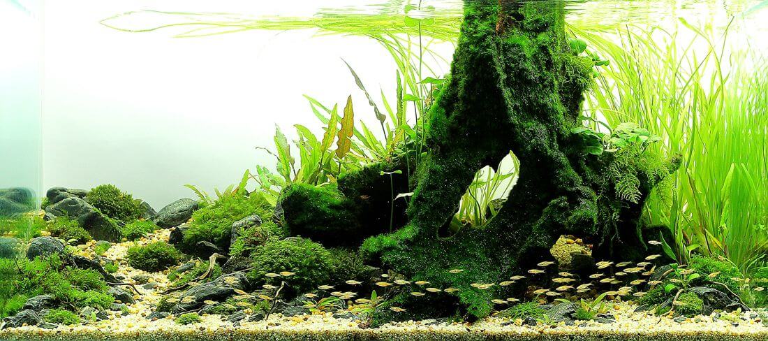 Detail Aquascape Tema Padang Rumput Nomer 36