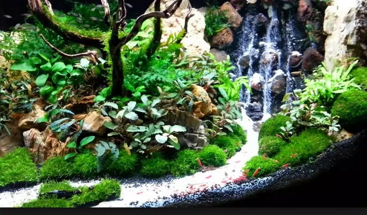 Detail Aquascape Wallpaper Nomer 52