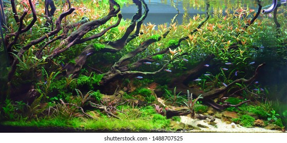 Detail Aquascape Wallpaper Desktop Nomer 22