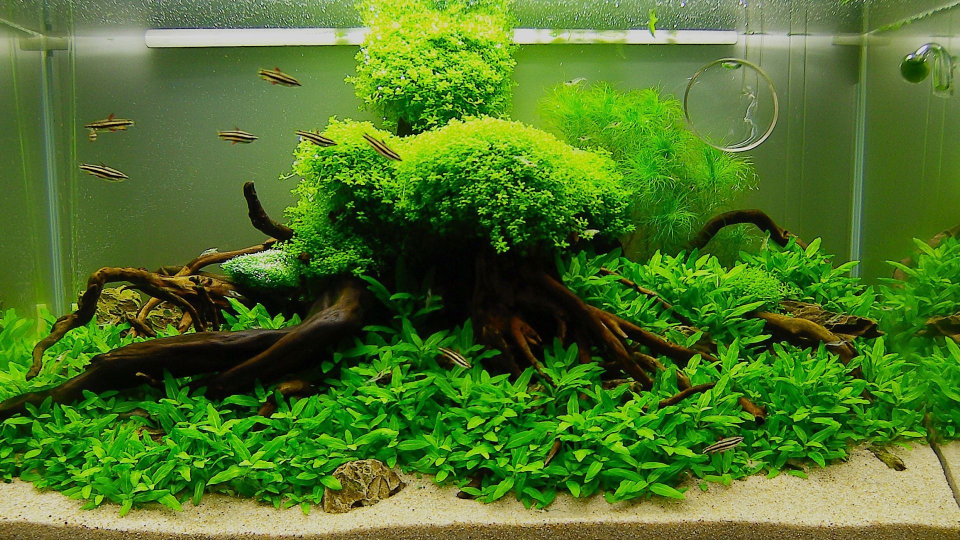 Detail Aquascape Wallpaper Desktop Nomer 42