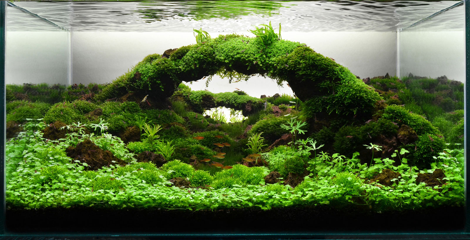 Detail Aquascape Wallpaper Desktop Nomer 52